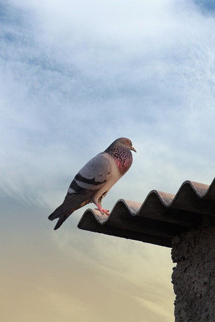 A pigeon perched on a rooftop with a blue sky and light clouds in the background.